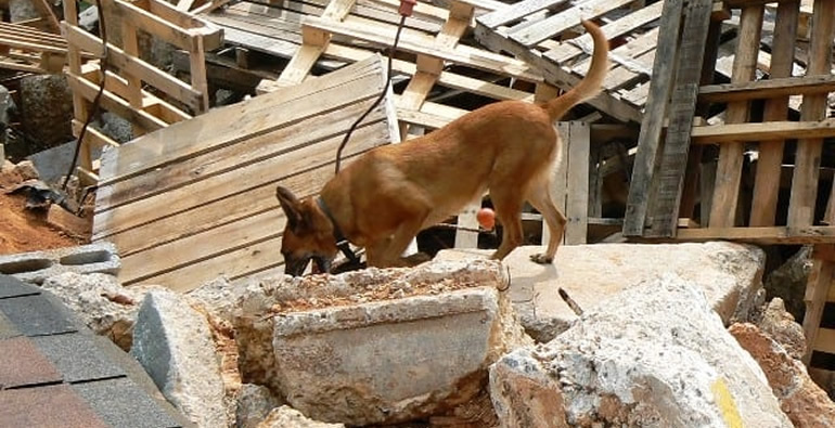  search and rescue dogs kenya