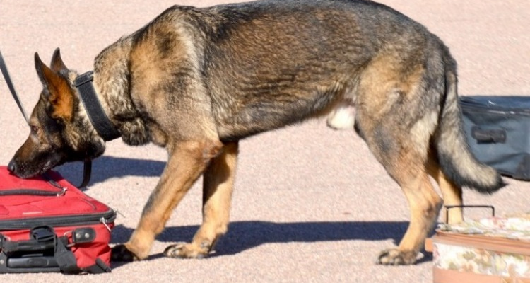  drug detection dogs kenya