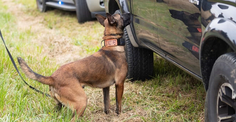  Explosive detection dogs nairobi kenya